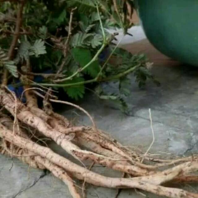 

akar putri malu konsidi segar