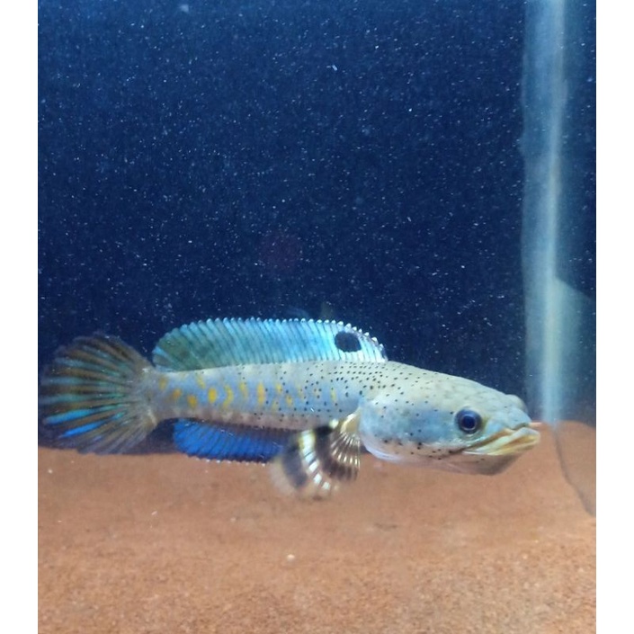 channa blue pulchra 5-7 cm