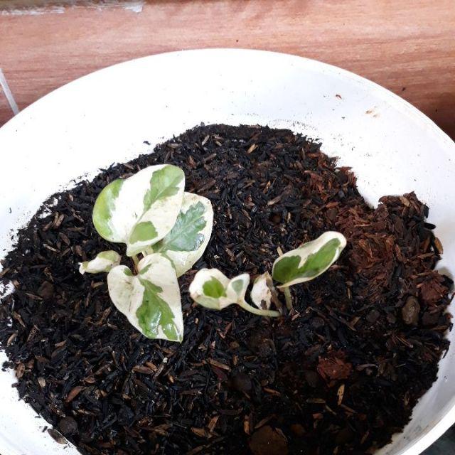 Tanaman Hias Sirih Gading Enjoy - Pohon Sirih Gading Koin - Tanaman Gantung Merambat