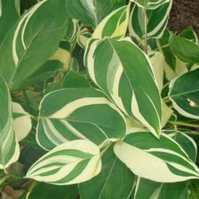 Maranta arundinacea variegata