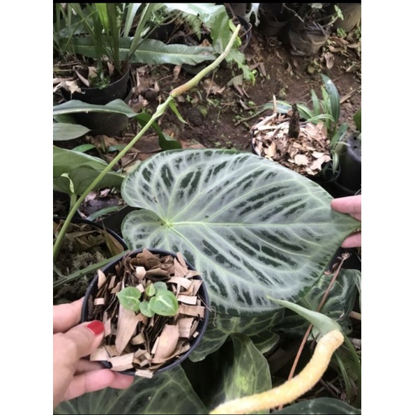 Anakan ORI Biji Silver Blush Mangkok Kuping Gajah Antorium