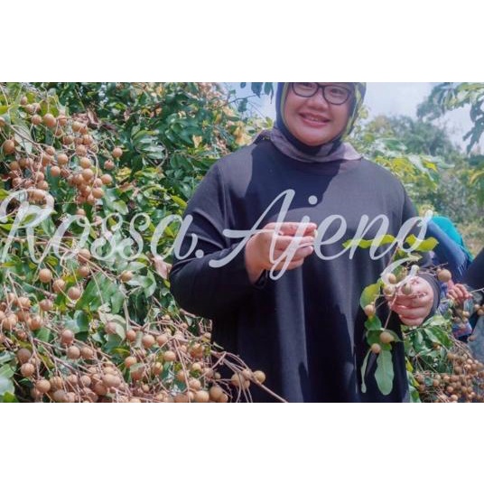 ◄ Booster Kelengkeng Pupuk Perangsang Buah Kelengkeng ➥