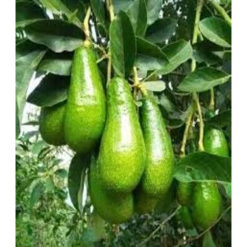 Bibit Alpukat Aligator Super Genjah