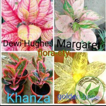 Promo Baru 4 Bibitl murah aglonema Dewi Hughes Margaret golden hope kanza Bibit asli original