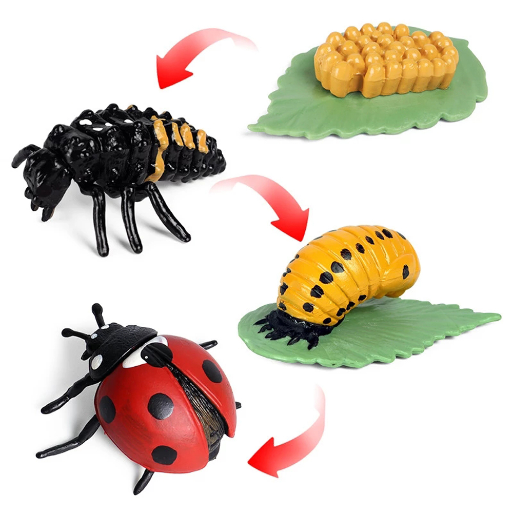 Simulation Animals Growth Cycle Butterfly Ladybug Chicken Life Cycle Figurine Plastic Models Action Figures Educational Kids Toy