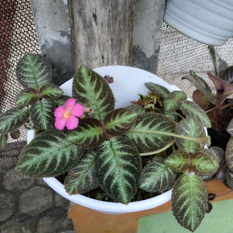 Episcia pink panther