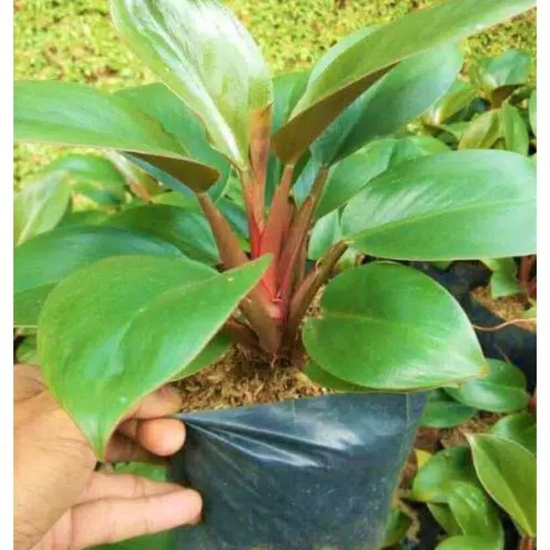 Tanaman Hias Philo Marbel