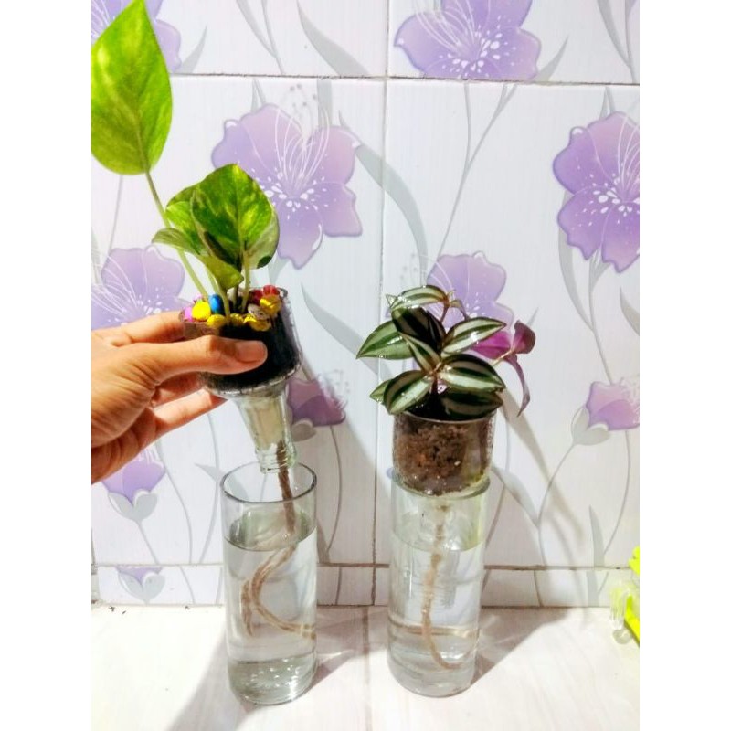 toples vas bunga botol kaca botol ikan cupang botol pot kaca hidroponik botol tabung
