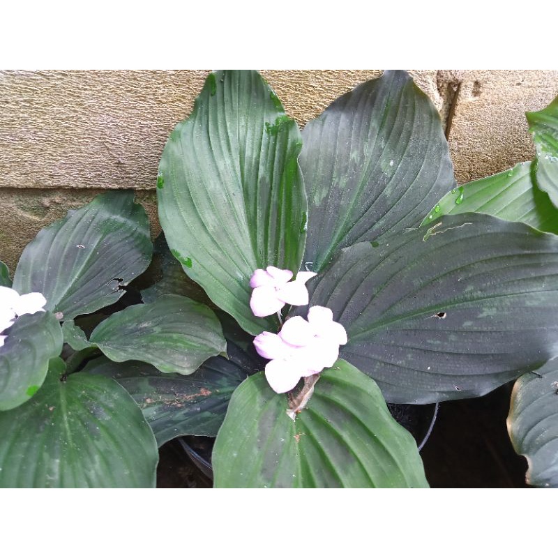 Kencur Hitam Asli Umbi Hitam Ukuran Indukan Sedang