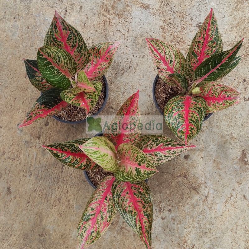 Aglonema Legacy Merah ( Red Legacy) All Size