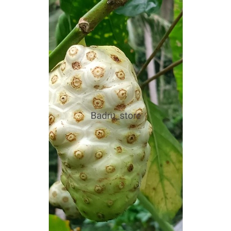 

Buah Mengkudu obat alami herbal segar