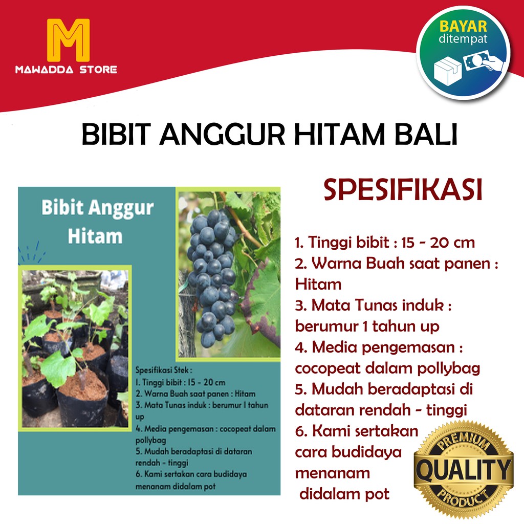 Bibit Anggur Hitam Bali