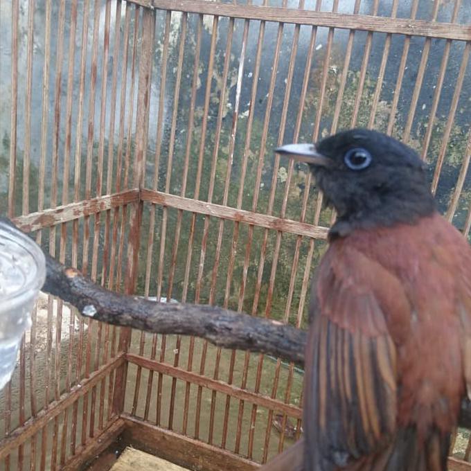 Terbaru Burung Tledekan Jati Hutan Shopee Indonesia