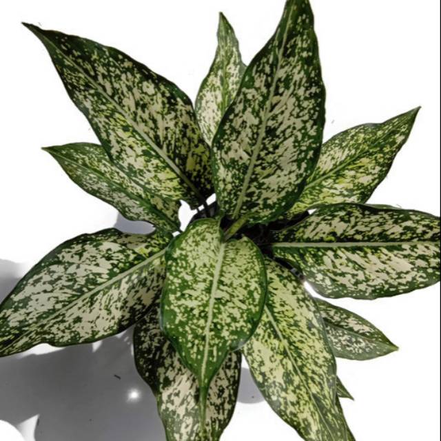 Aglaonema Snow White