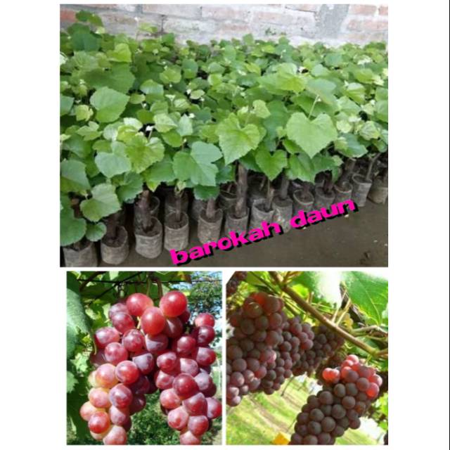 Bibit anggur merah super unggul