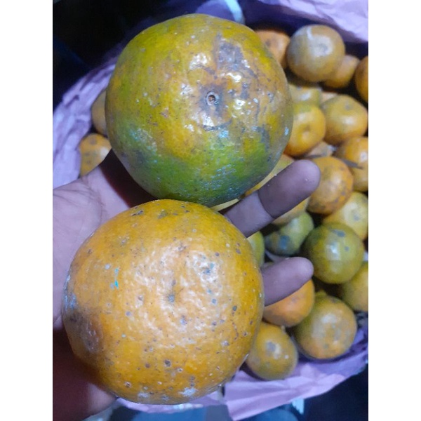 

JERUK BERASTAGI BESAR FRESH