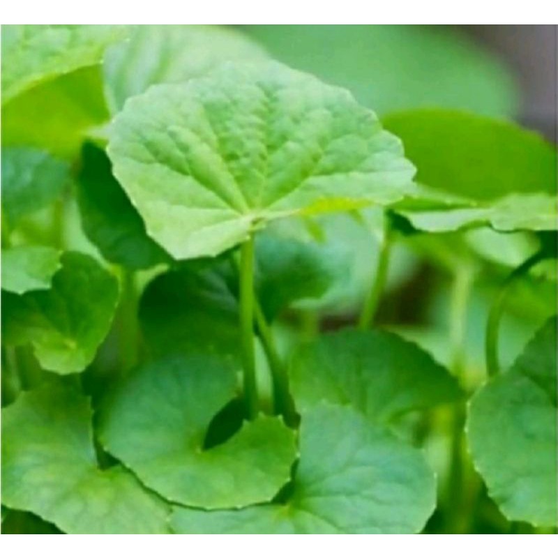 

Daun pegagan antanan segar 500grm