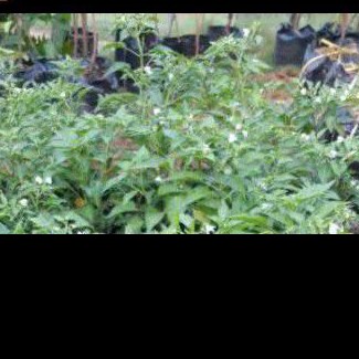 Pohon Cabe Rawit Hijau