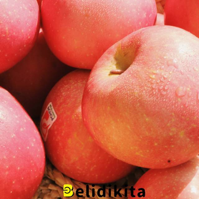 

Apel Fuji Pohon | Apel Fuji Manis