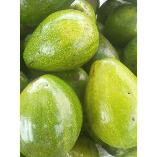 

alpukat mentega lampung