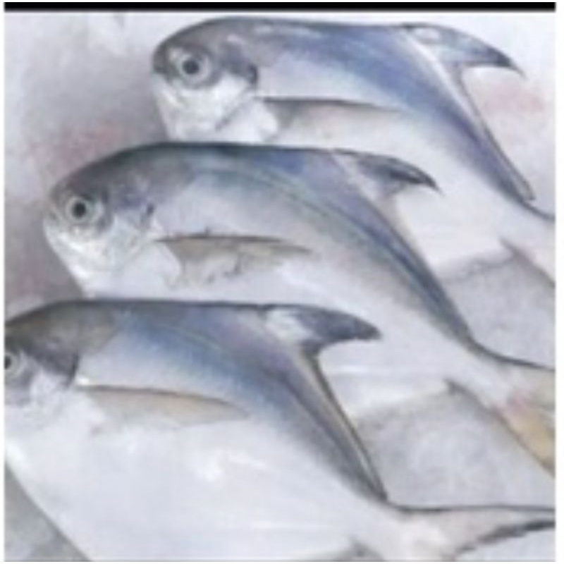 

BAWAL LAUT PUTIH UKURAN BESAR KAK