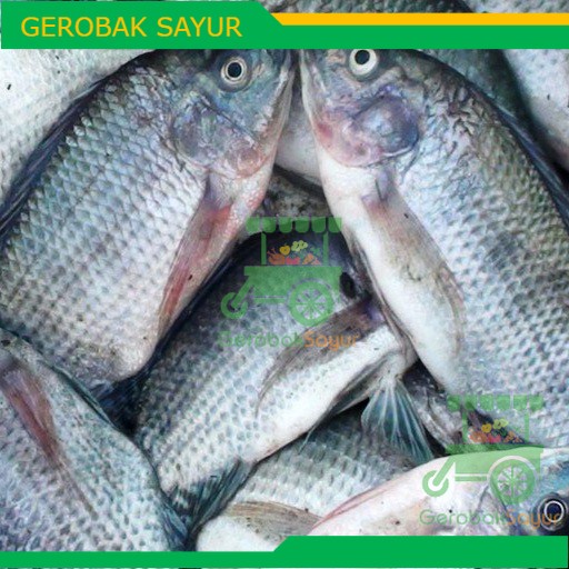 

Ikan Gurame Segar Kiloan