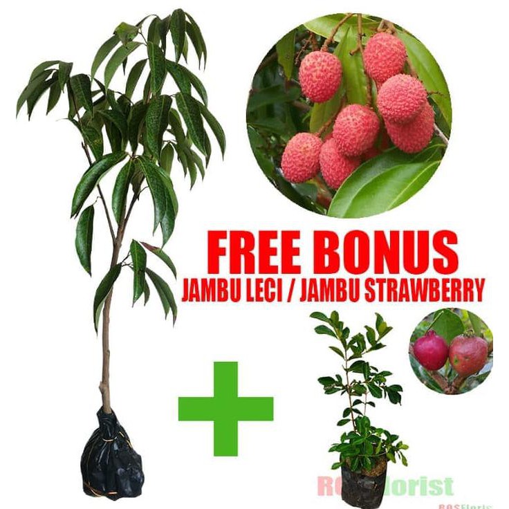 caps Bibit Tanaman Buah Leci / Lychee Merah