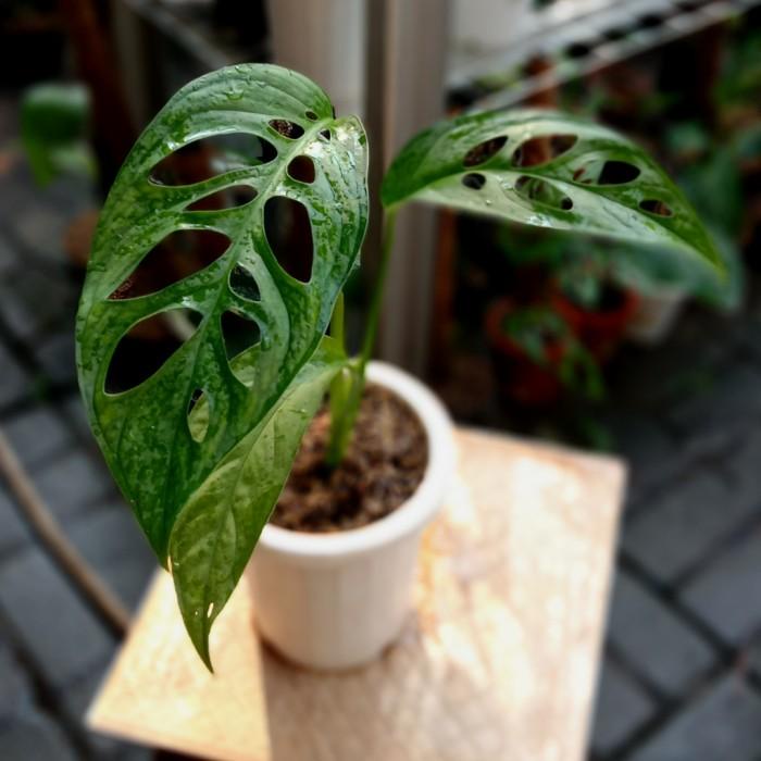 monstera esqueleto epipremnoides promo