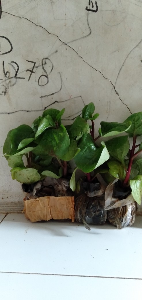 Bibit Tanaman Binahong Ungu Pohon Binahong Ungu Daun Binahong Ungu Basella Alba Herbal