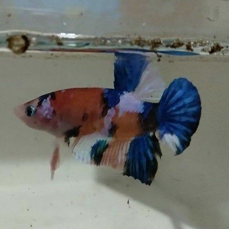 cupang koi galaxy