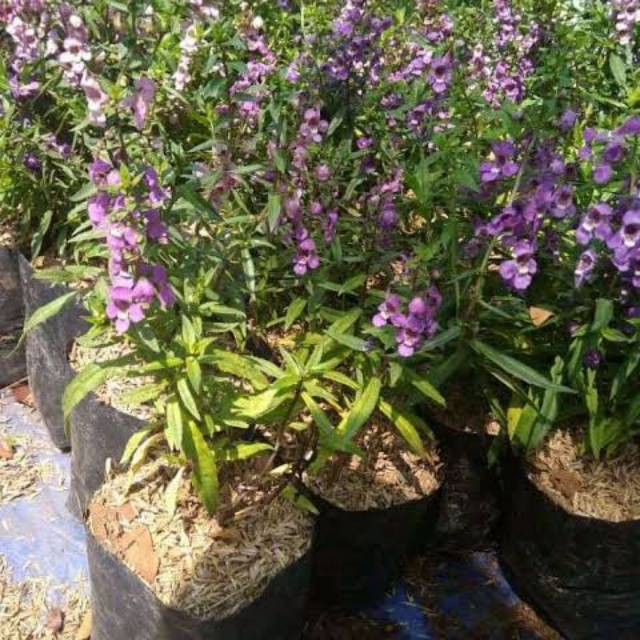 Tanaman pengusir nyamuk [lavender]