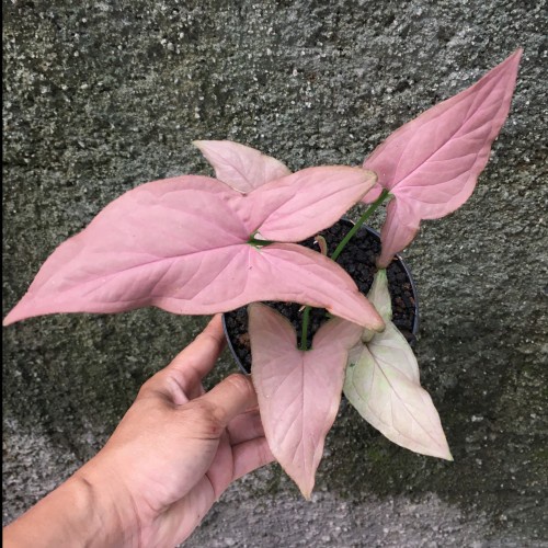 TANAMAN HIAS SYNGONIUM MURAH TANAMAN SYNGONIUM PINK TANAMAN BUNGA MURAH