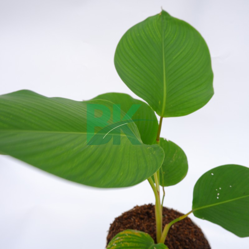 calathea pisang pisangan -(calathea luthea ) - BAKUL KEMBANG