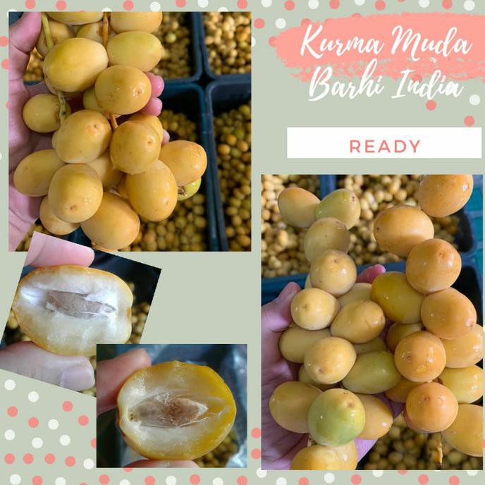 

Kurma Muda 1000 Gr Premium Arkanamarketht