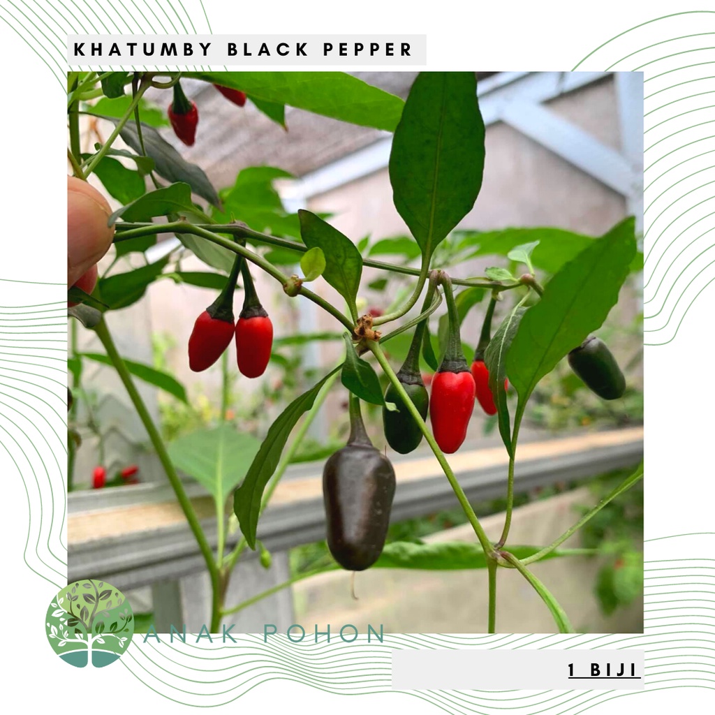 Benih Bibit Biji - Cabai Khatumby Black Cabe Hitam Pepper Seeds