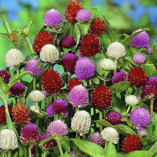 Benih-Bibit Bunga Kancing/Gomphrena QIS Mix (Haira Seed)