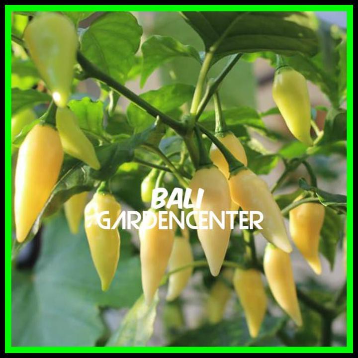 

Silahkan Order Paket Hemat 5 Jenis Cabe Hias Pedas