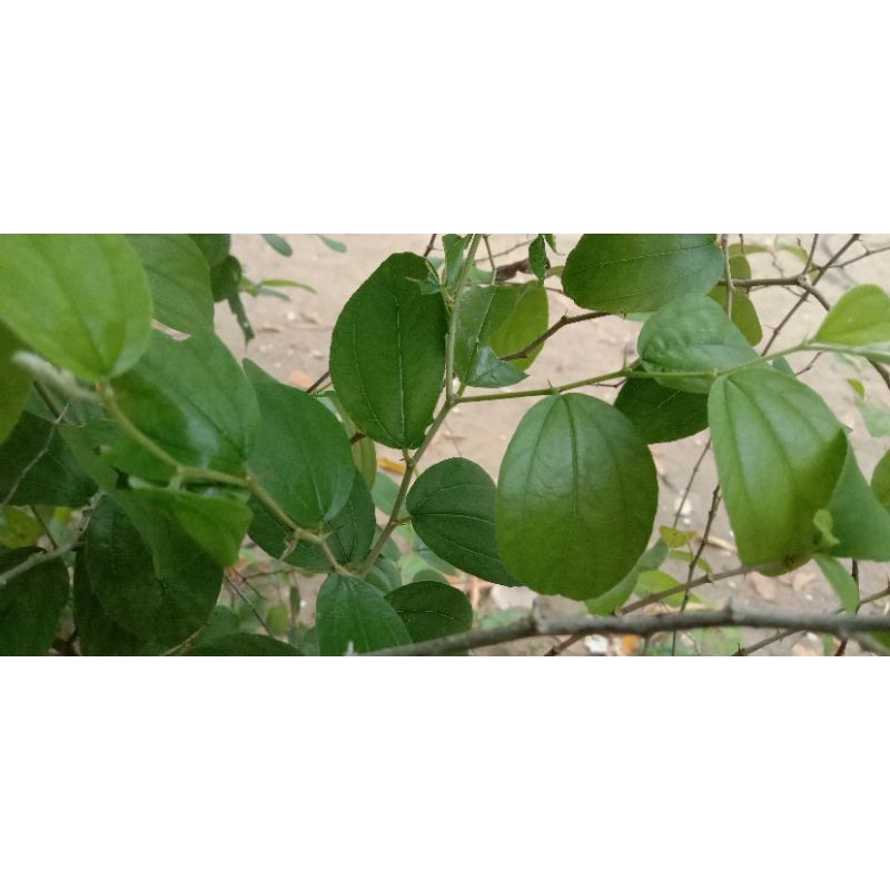

Daun bidara/daun herbal