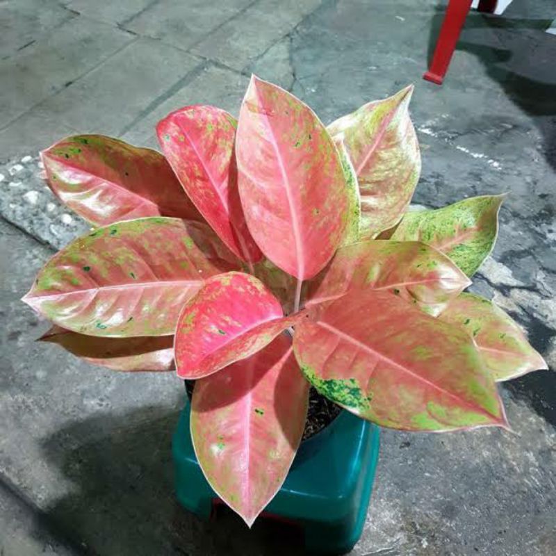 Aglonema Big Roy Mutasi