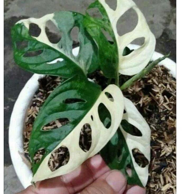 Murah Berkualitas tanaman hias bonggol janda bolong varigata