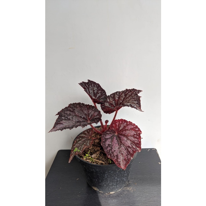 Tanaman Hias Begonia Pandora Red Choco - Bunga Begonia