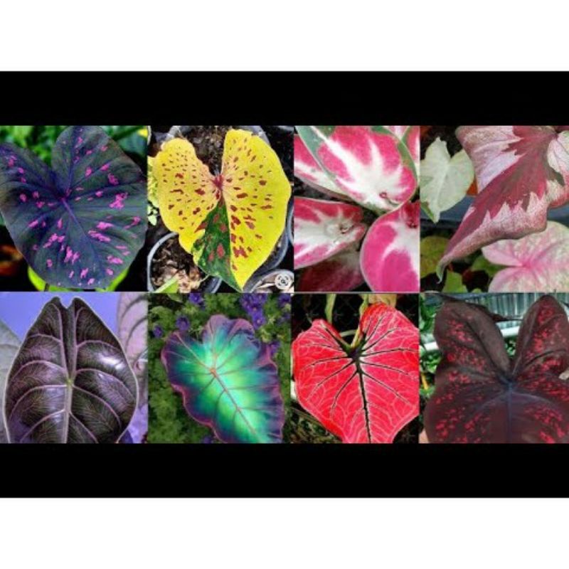 paket  isi 8 bonggol keladi //free 1 bonggol cat tumpah