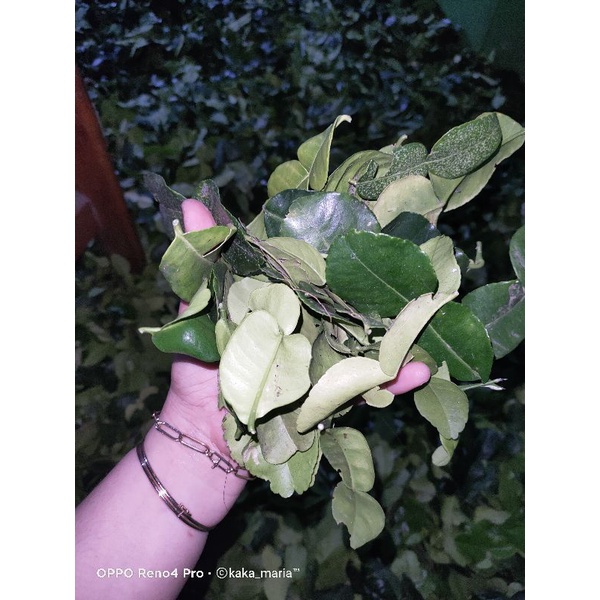 

Daun Jeruk Purut Bumbu Segar 1kg Organik Superfood Multivitamin Fresh