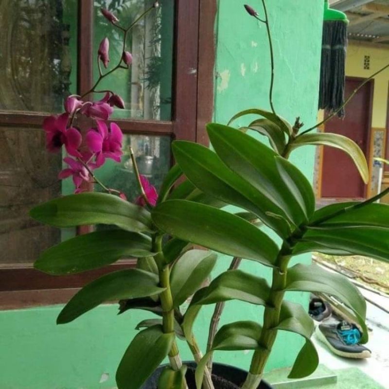 Anggrek Bantimurung/Dendrobium/Anggrek Dendrobium bantimurung