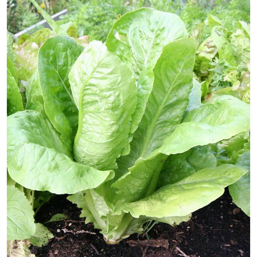 Benih Bibit Biji - Selada Green Romaine Balloon / Romain Hijau / Cos Lettuce Paris Island F1 Hibrida Seeds - Panen Dalam 35 Hari