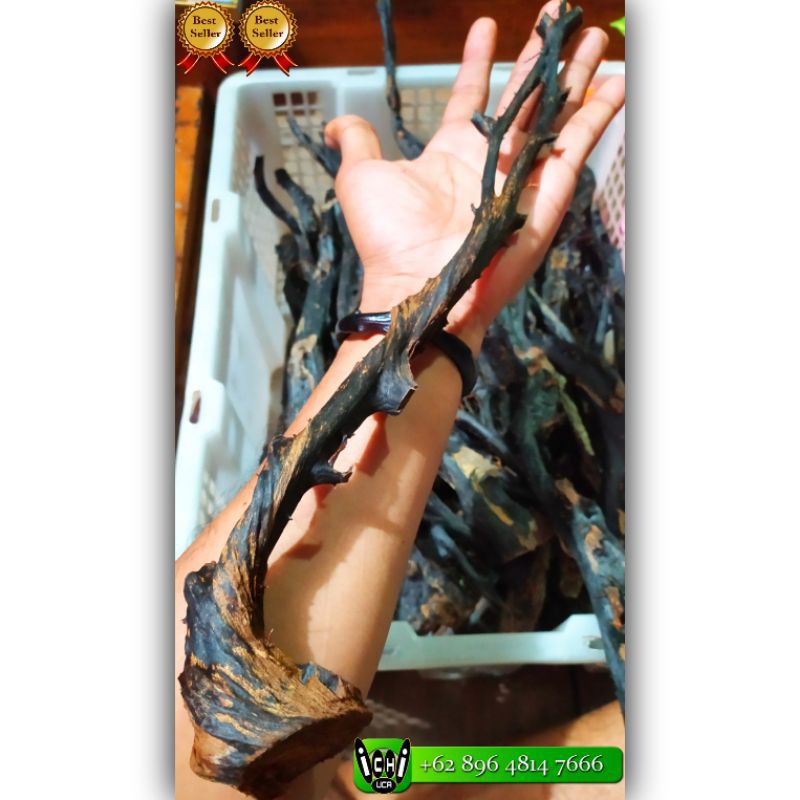 bahan akar Bahar merah body hitam