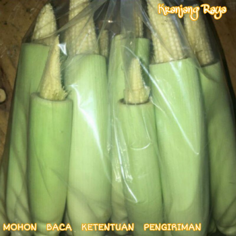 Jagung Muda