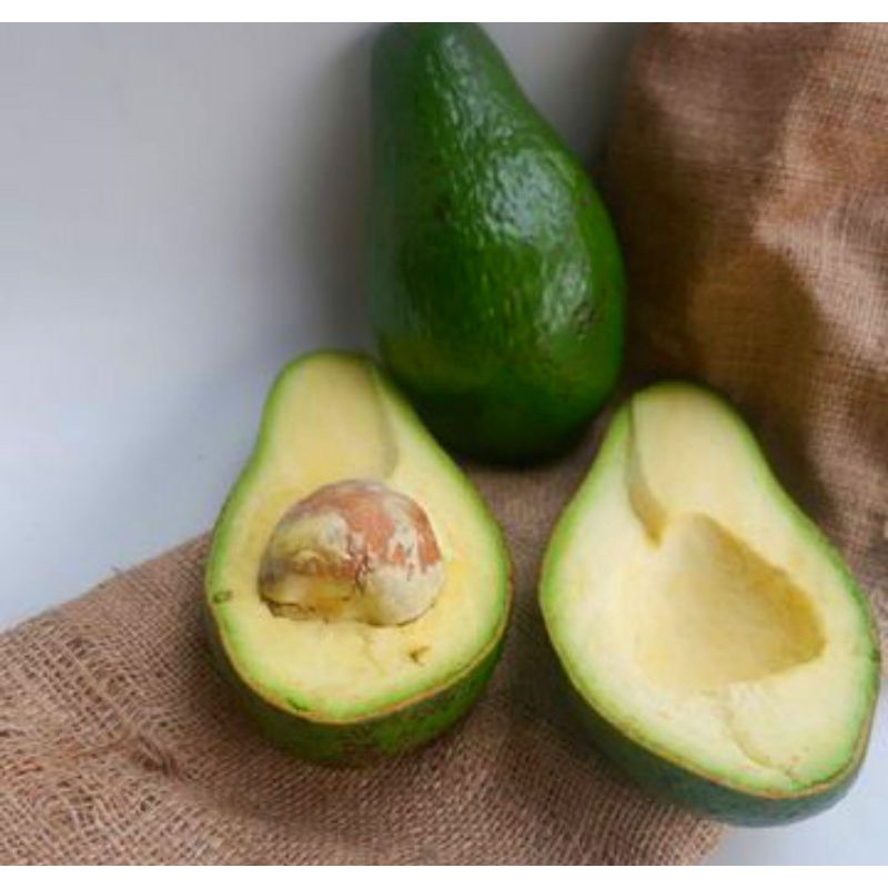 Bibit alpukat pluwang