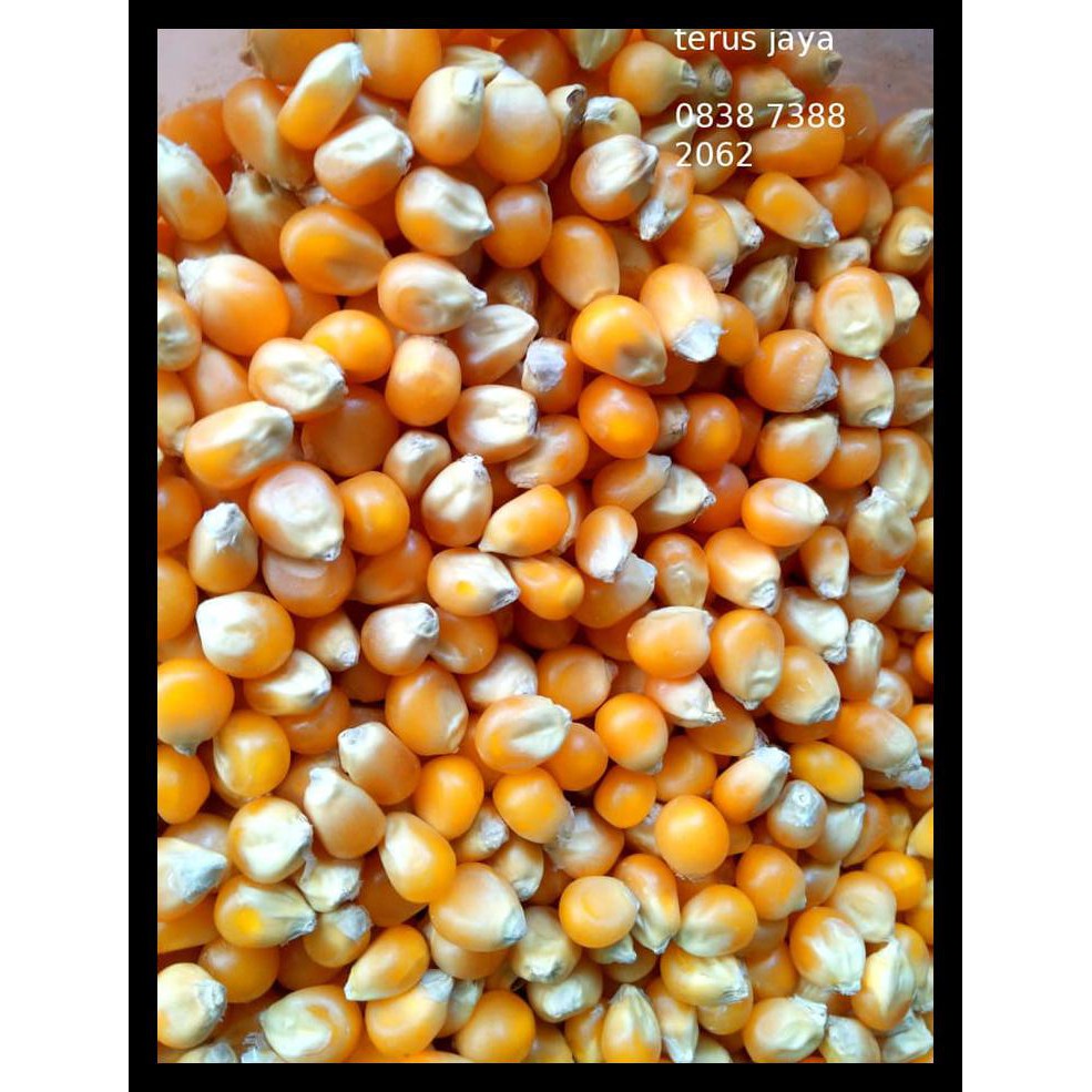 

Popcorn Mushroom Kiloan Preferred Jumbo Mushroom Poprcorn Terpercaya