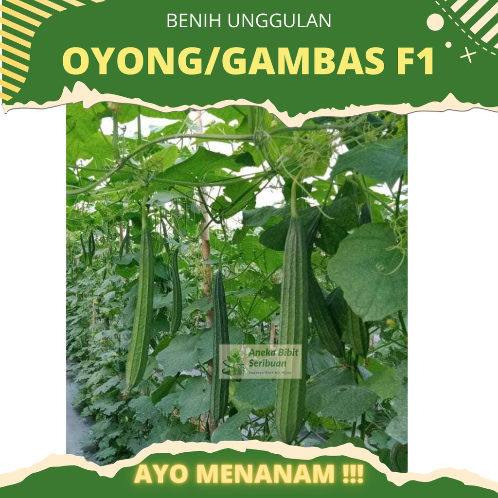 2 Benih Oyong / Gambas Hibrida F1 Grandia Sayuran Rambat Gambas Unggul - Bibit Tanaman Sayur Seribuan